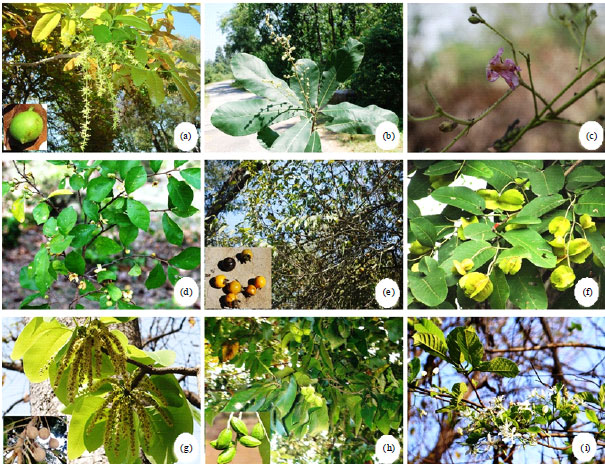 Image for - Ethnomedicinal Uses of Tree Species by Tharu Tribes in the Himalayan Terai Region of India