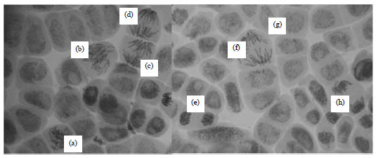 Image for - Pro-oxidant Activity and Genotoxicity of the Astronium fraxinifolium Using Wing SMART and Allium cepa Test