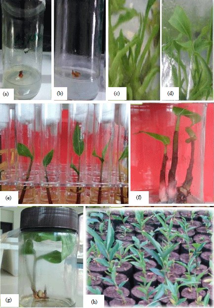 Image for - Influence of Plant Growth Regulators and Media strength on In vitro Propagation of Amomum subulatum Roxb
