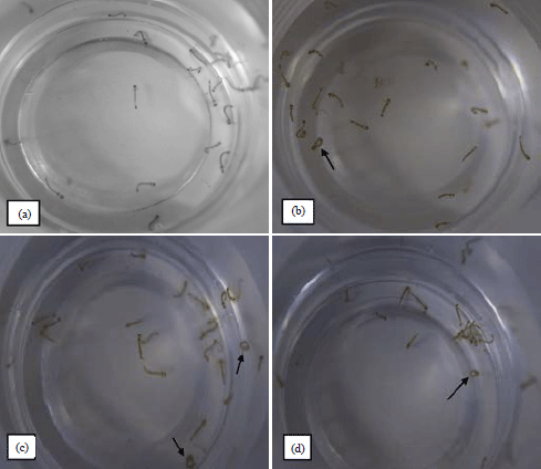 Image for - Neurotoxic Mechanism of Bruceine A Biolarvicide Against Aedes aegypti Linnaeus Larvae