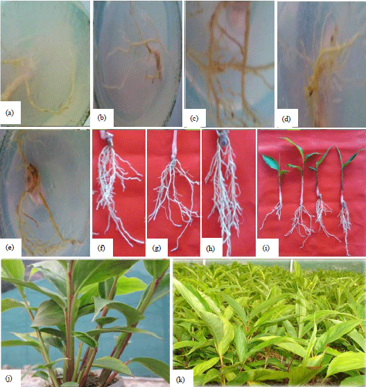 Image for - Influence of Plant Growth Regulators and Media strength on In vitro Propagation of Amomum subulatum Roxb