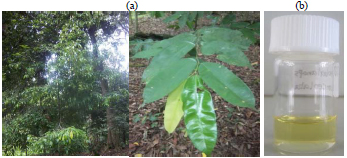 Image for - Chemical Composition, Antibacterial and Antioxidant Activities of Essential Oils of Dryobalanops lanceolata Burck. Leaf