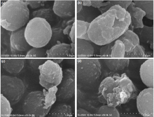 Image for - Antibacterial Activity of Curcumin in Combination with Tetracycline Against Staphylococcus aureus by Disruption of Cell Wall
