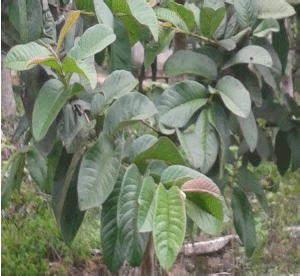 Image for - Efficacy of Guava (Psidium guajava) Leaves Extract to Prevent Vibriosis in White Shrimp (Litopenaeus vannamei)
