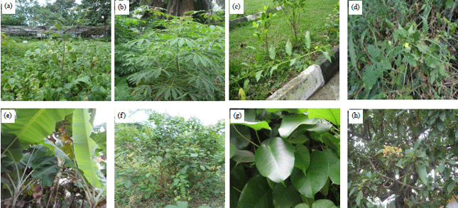 Image for - Medicinal Plants Used in the Treatment of Gastric Ulcer in Southwestern and North Central Nigeria