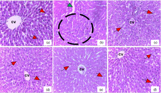 Image for - Microstructural Effects of Celosia trigyna Leave Extracts on the Liver and Ileum in Ethanol-induced Toxicity in Adult Wistar Rats