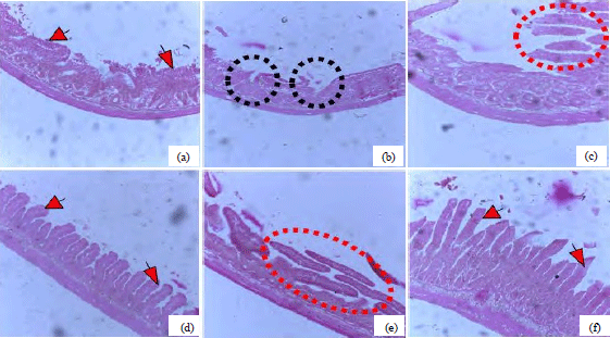 Image for - Microstructural Effects of Celosia trigyna Leave Extracts on the Liver and Ileum in Ethanol-induced Toxicity in Adult Wistar Rats