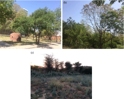 Image for - Medicinal Plant’s Wealth of Aravalli Hills, Gurgaon District, Haryana, India