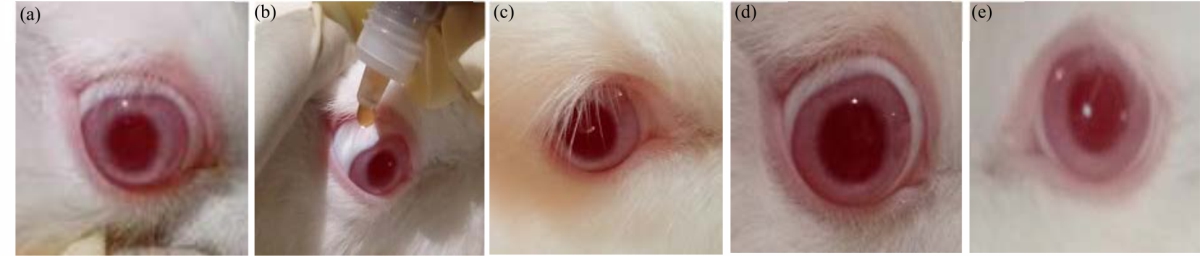 Image for - Phytochemical, Acute Toxicity and Tolerance Evaluation of Solanum rugosum (Solanaceae) on Skin and Eye