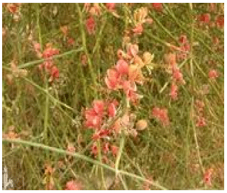 Image for - A Medicinal Potency of Capparis decidua–A Harsh Terrain Plant