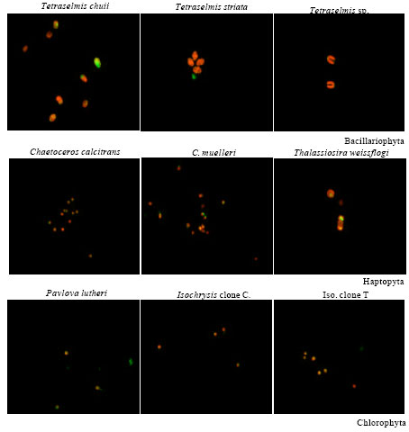 Image for - Age of Nitrogen Deficient Microalgal Cells is a Key Factor for Maximizing Lipid Content