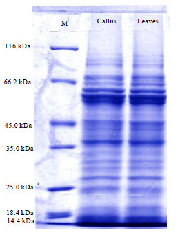 Image for - In vivo and  in vitro Variation in Protein Profiling in Withania somnifera (L.) Dunal