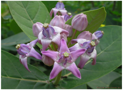 Image for - In-vitro Antioxidant Activity, Total Phenolic and Total Flavonoid Contents of Flower Extract of Calotropis gigantea