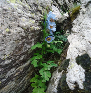 Image for - Phytochemical Screening of Meconopsis aculeata Royle an Important Medicinal Plant of Kashmir Himalaya: A Perspective