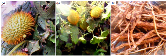 Image for - Phytochemical Screening of Root Extract of Momordica boivinii and Isolation of Two Steroids