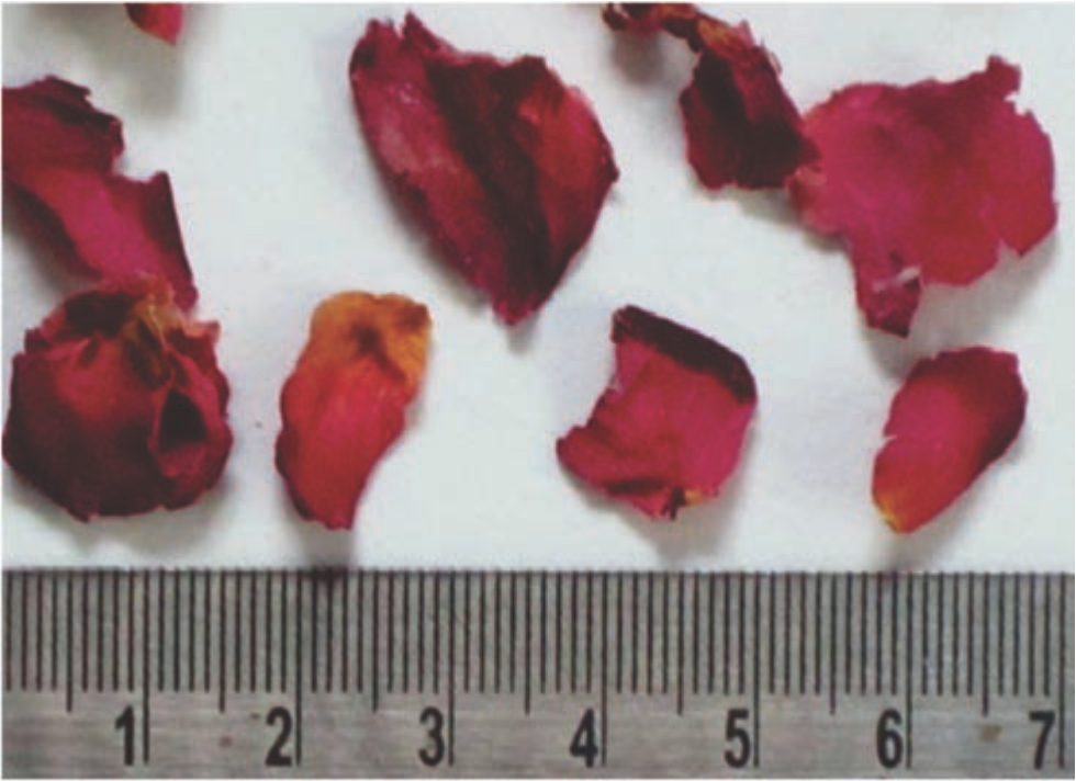 Image for - Role of Rosa damascena Mill. Flowers in the Treatment of Obesity and Obesity-Related Disorders