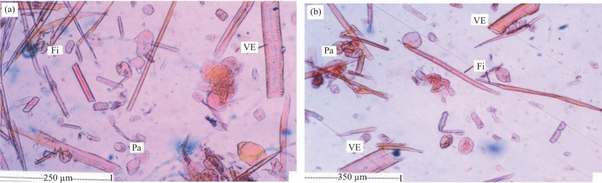 Image for - Pharmacognostical and Phytochemical Analysis of Stems of Vitex pinnata Linn.