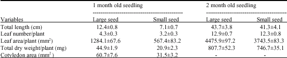 Image for - Seed Size Variation: Influence on Germination and Subsequent Seedling Performance in Hyptis suaveolens (Lamiaceae)
