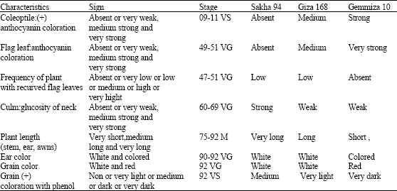 Image for - Determination of Genetic Purity in Three Common Wheat (Triticum aestivumL.) Varieties