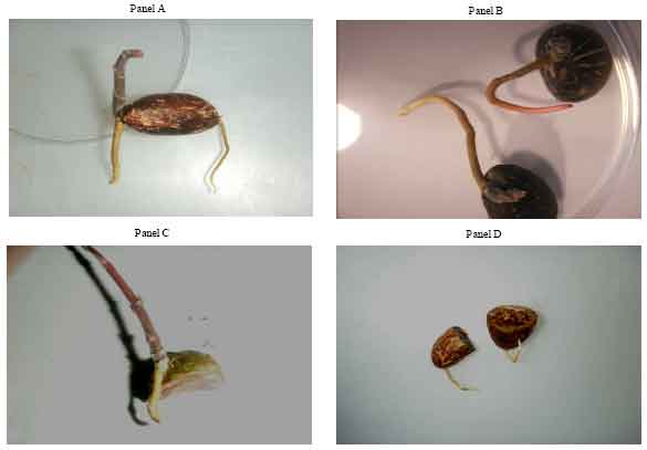 Image for - Desiccation Sensitivity and Germination of Recalcitrant Garcinia kola Heckel Seeds