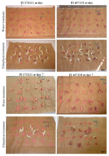 Image for - Seed Dormancy Variability in the U.S. Peanut Mini-Core Collection