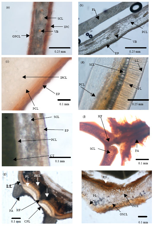 Image for - Variation in Seed Dormancy and Storage Behavior of Three Liana Species of Derris (Fabaceae, Faboideae) in Sri Lanka and Ecological Implications