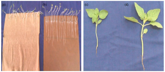 Image for - Studies on Sargassum myricocystum Seaweed on Seed Quality and Biochemical Attributes in Sesame cv. TMV 3. (Sesamum indicam L.)