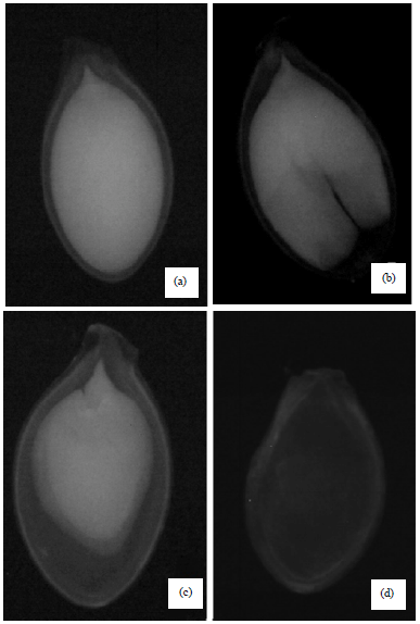 Image for - Image Analysis and Physiological Quality Assessment of Seeds Produced in Pumpkin Plants Infected with the Squash Mosaic Virus (SqMV)