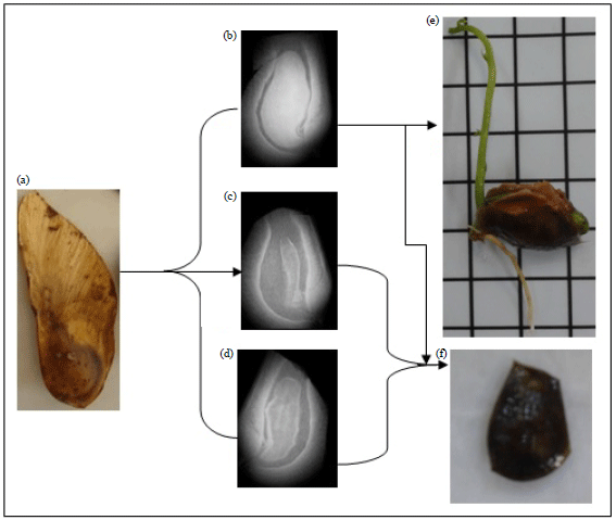 Image for - X-ray Test to Evaluate the Physiological Potential of Platypodium elegans Seeds