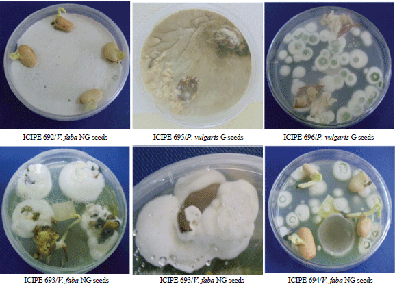 Image for - Morphological and Molecular Characterization of Vicia faba and Phaseolus vulgaris Seed-born Fungal Endophytes