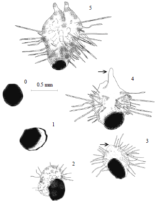 Image for - Seed Viability and Symbiotic Seed Germination in Vanilla spp. (Orchidaceae)
