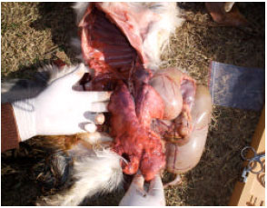 Image for - Peste des Petits Ruminants Outbreak in Small Ruminants of Northern Areas of Pakistan