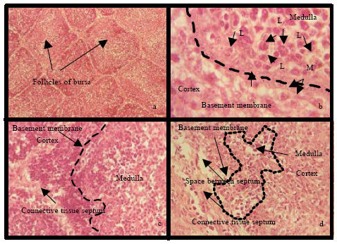 Image for - Pathological Changes and the Effects of Ascorbic Acid on Lesion Scores of Bursa of Fabricius in Broilers Under Chronic Heat Stress