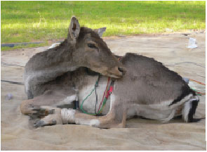 Image for - An Evaluation of Acepromazine/Ketamine for Immobilization of White-Tailed  Deer (Odocoileus virginianus)