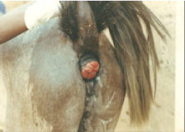 Image for - Possible Association of Phenylbutazone Toxicity with Susceptibility to Rectal Prolapse in 3 Part-Arab Stallions