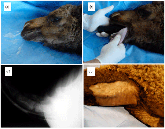 Image for - Esophageal Obstruction in Young Camel Calves (Camelus dromedarius)