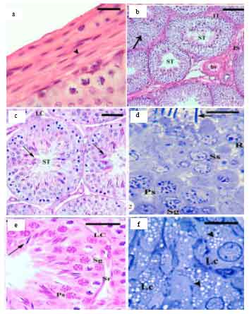 Image for - Histological and Histomorphometric Changes of the Rabbit Testis During Postnatal Development