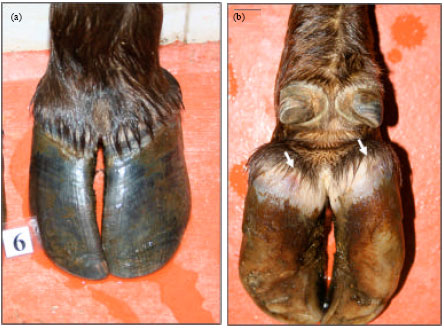 Image for - Congenital Hypoplasia of the Fore Claw in Dairy Cows: Report of Two Cases