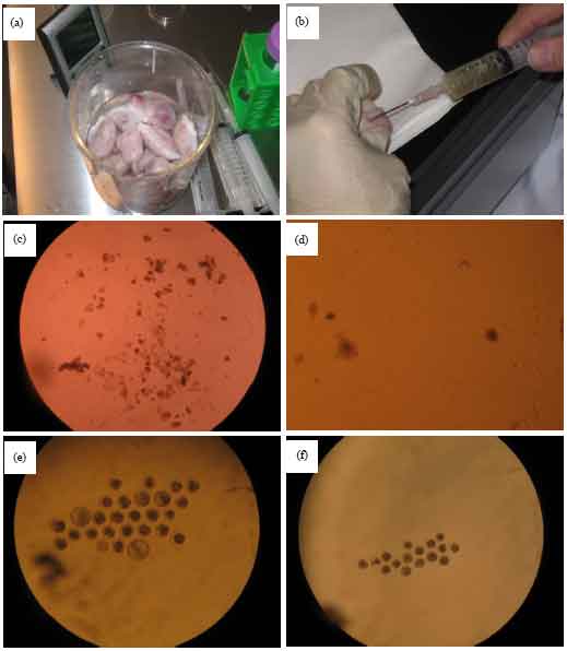 Image for - Approaching Insights to in vitro Production of Bovine Embryos and the Growth Rate to Blastocyst