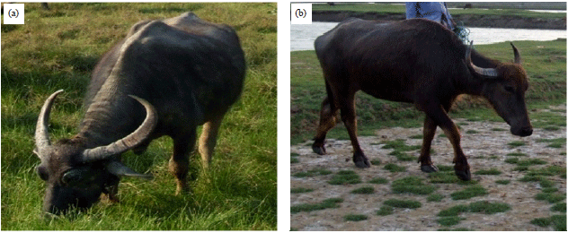 Image for - Buffalo Genetic Resources and their Conservation in Bangladesh