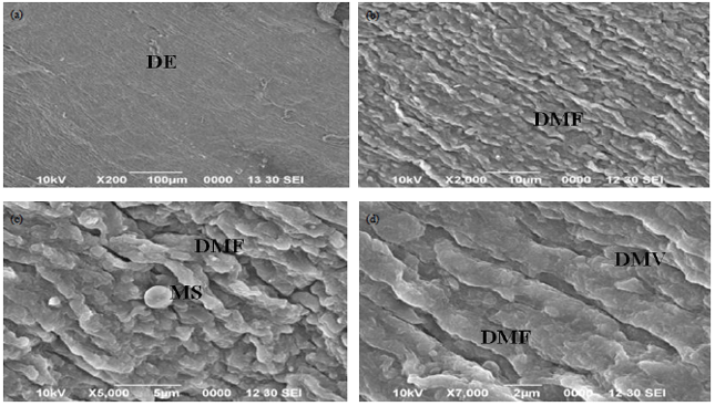 Image for - Surface Morphological Changes Induced by Electroplating Industrial Effluent in the Intestine of Cyprinus carpio
