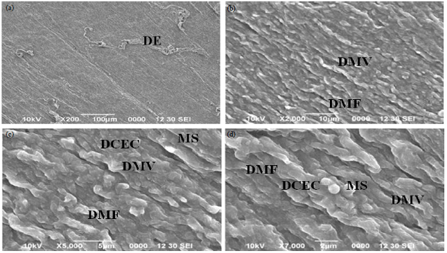 Image for - Surface Morphological Changes Induced by Electroplating Industrial Effluent in the Intestine of Cyprinus carpio
