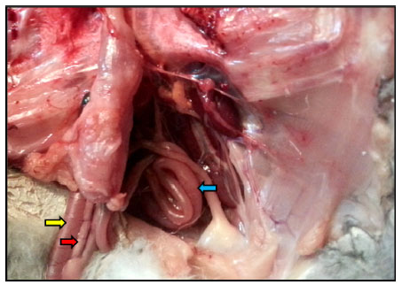 Image for - Histomorphological and Histochemical Study of the SmallIntestine of the Striated Scope Owls (Otus Scors Brucei)