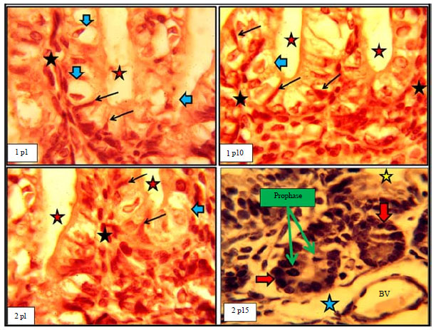 Image for - Histomorphological Relationship of Paneth Cells with Stem Cells in the Small Intestine of Indigenous Rabbit at Different Postnatal Ages