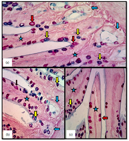 Image for - Histomorphological and Histochemical Study of the Small
Intestine of the Striated Scope Owls (Otus Scors Brucei)