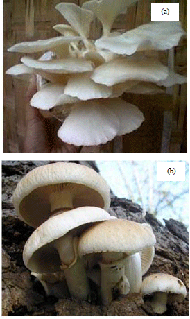 Image for - In vitro Antioxidant and Antimicrobial Activity ofPolysaccharides Extracted from Edible Mushrooms Pleurotusflorida and Agrocybe cylindracea