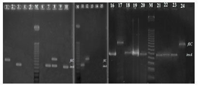 Image for - Performance Analysis of Multiplex-PCR based Detection of Salmonella sp. and Salmonella Typhimurium in Chicken Egg Samples