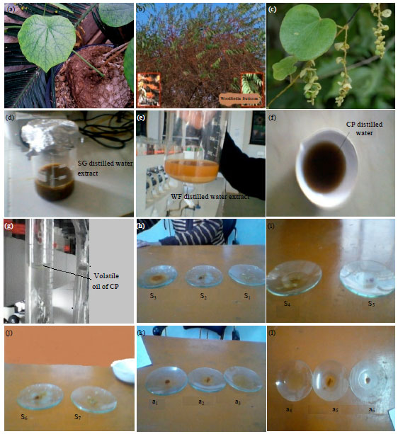 Image for - Pharmacognostical Evaluation of Ethanolic, Petroleum Ether and Distilled Water Extract of Woodfordia fruticosa, Cissampelos pareira and Stephania glabra