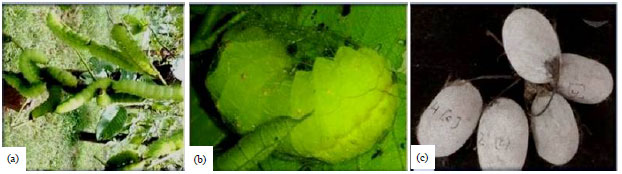 Image for - Phyto-ecdysteroids Modulated Synchronisation of Cocoon-Spinning in Tasar Silkworm, Antheraea mylitta D