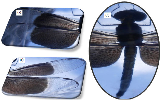 Image for - Identification of New-morpho-variant of Dragonfly, Neurothemis tullia tullia from Carpet Dye Polluted Region Bhadohi